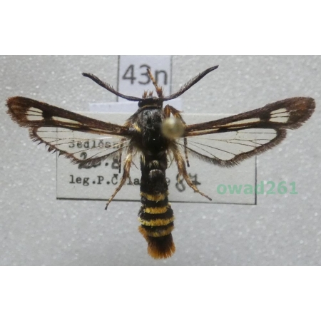 Pennisetia hylaeiformis (Laspeyres, 1801) Czech43n